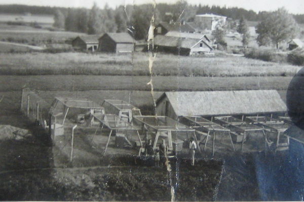 KAUHAVA
Mäenpäästä, Rämäköiden kettutarhoja. Taustalla näkyy Mäenpään uudempi koulurakennus. Kuva on 1940-1950-luvulta.

