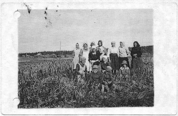 KAUHAVA
Kustaa SepÃ¤nvainion perunankaivokÃ¶kkÃ¤ v. 1926. KerÃ¤nnyt Lauri MÃ¤enpÃ¤Ã¤. Kuva on saatu EtelÃ¤-Pohjanmaan Nuorisoseuran arkistosta.

