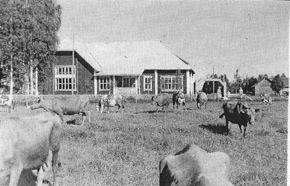 KAUHAVA
YlikylÃ¤n Nuorisoseuran talo pihan puolelta. LehmÃ¤t laitumella aivan talon viereen saakka. Kuva on vuodelta 1952. Kuvan otti VÃ¤inÃ¶ Tuomaala. Kuva on saatu EtelÃ¤-Pohjanmaan Nuorisoseuran arkistosta.
